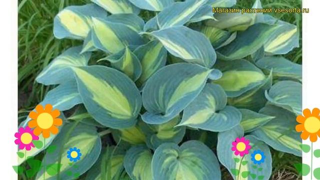 Хоста гибридная Катерина. Краткий обзор, описание характеристик hosta hybrida Catherine смотреть онлайн