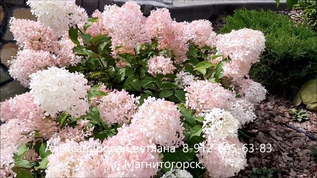 ЧУДЕСНЫЕ ГОРТЕНЗИИ! Сентябрь. Пойду, по саду погуляю! смотреть онлайн