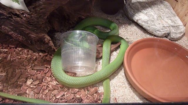 Philodryas baroni 0,1 смотреть онлайн