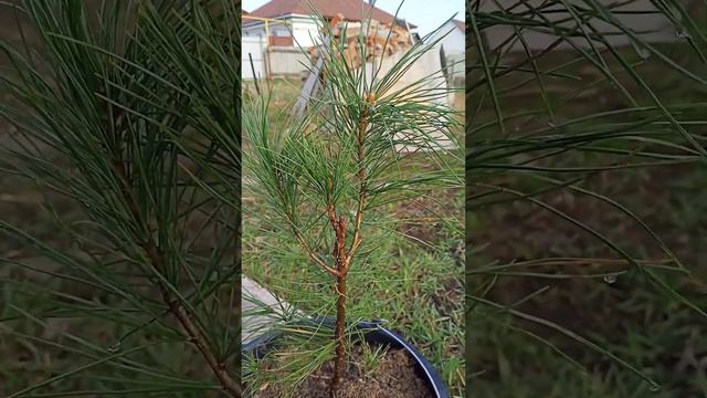 Сосна кедровая сибирская и корейская. смотреть онлайн