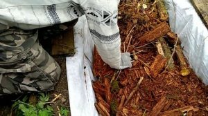 Посадка ГОЛУБИКИ в Московской области