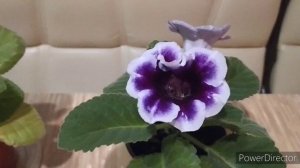 Не раскрываются и гниют бутоны у глоксинии