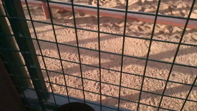 Emirates Park Zoo & Resort - Abudhabi - UAE - family travelist смотреть онлайн