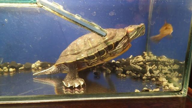 Красноухая черепаха против рыбки смотреть онлайн