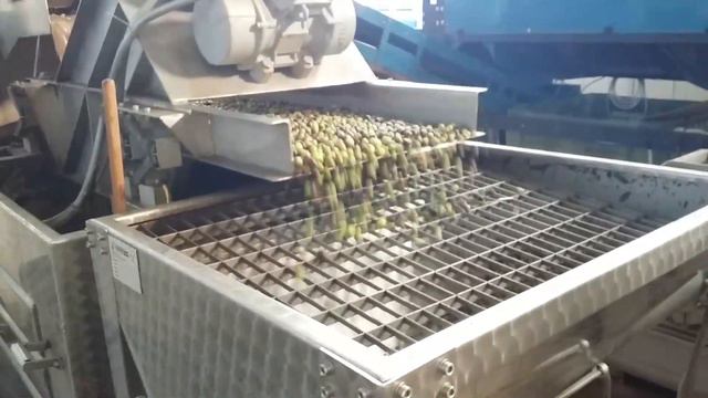 Olio extravergine d'oliva:: dalla raccolta al frantoio смотреть онлайн