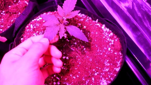 OGeez: 4x4 Growing Indoors 8 Strains Autoflowering Day 10 смотреть онлайн