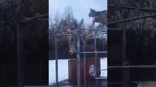 444d56ddfad4eb8a2bd8f2bdf355c158.mp4 смотреть онлайн