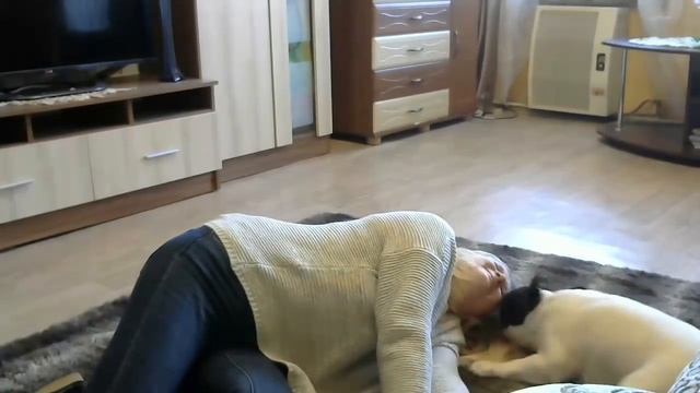 французский бульдог спасает хозяйку! смотреть онлайн