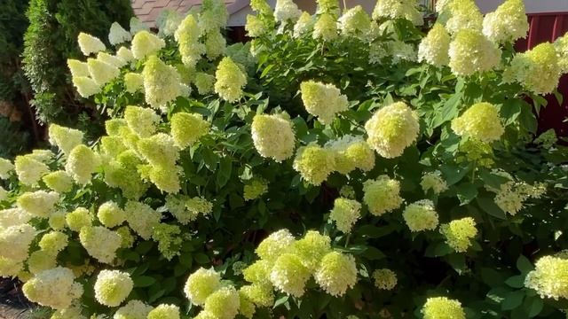 ГОРТЕНЗИЯ МЕТЕЛЬЧАТАЯ ОБЗОР, ПОЛИВ, ОБРЕЗКА, УХОД! смотреть онлайн