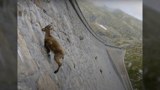 Зачем дикие козы карабкаются по плотине, и как они это делают смотреть онлайн