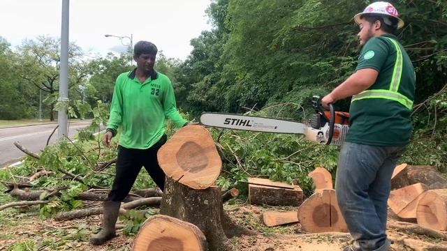 STIHL MS381 #stihl