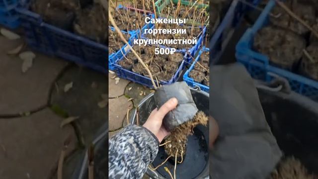 В наличии саженцы ред барон и эндлесс саммер 500₽- #гортензии #гортензия #крупнолистнаягортензия смотреть онлайн