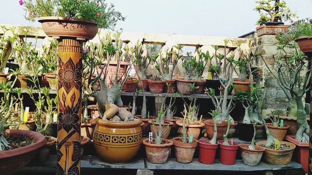 My Personal Adenium Collection смотреть онлайн