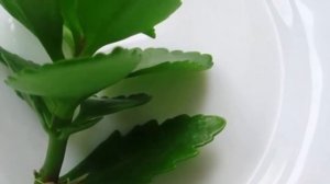 Правильная пересадка каланхоэ! Как и когда пересаживать каланхоэ!