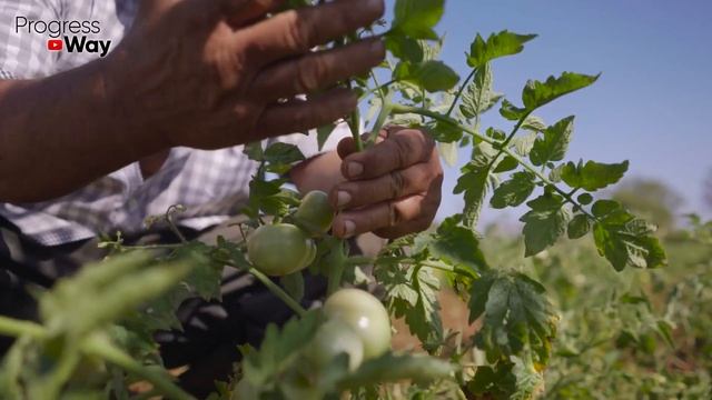 Надо Ли Закрывать На Ночь Теплицу С Томатами? смотреть онлайн