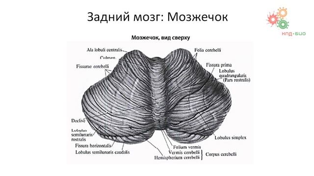 Физиология человека и животных. Анатомия ЦНС (Зыбина А. М.) смотреть онлайн