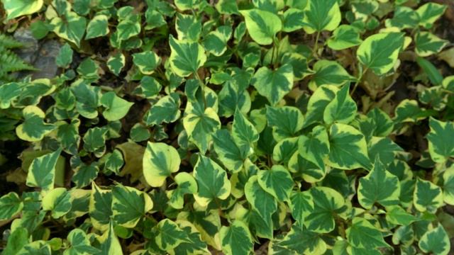 What to Plant in Full Shade - Easy to Grow смотреть онлайн