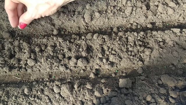 Посев редиса в феврале. Редис "Селеста". Агротехника выращивания редиса. radish. rabanete смотреть онлайн