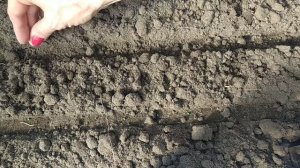 Посев редиса в феврале. Редис "Селеста". Агротехника выращивания редиса. radish. rabanete