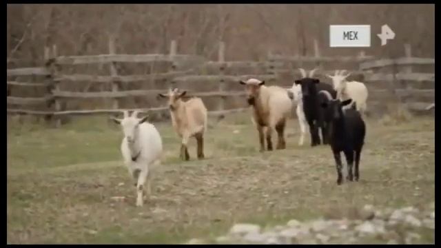 Инициативные "Козлы" с большими рогами идут впереди. смотреть онлайн