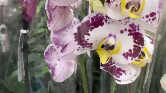 В Воскресенье в Бауцентр посмотреть орхидеи. Дикий Кот, Рим, Кимоно, Салинас .. смотреть онлайн