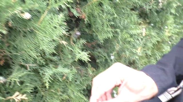 Чем отличаются шишки туи восточной от туи западной. смотреть онлайн