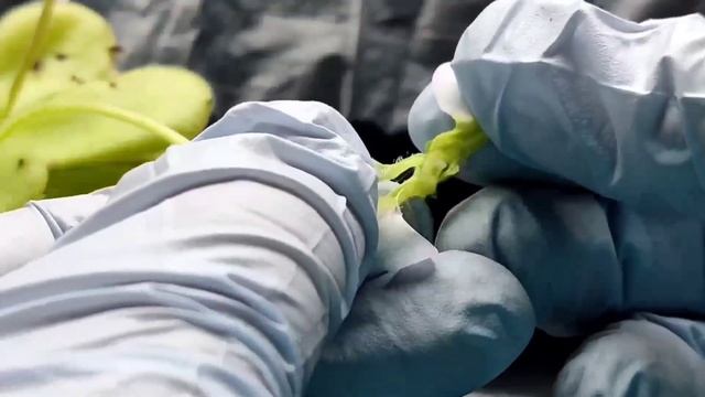 Как опылить цветы Pinguicula(Жирянки)?  Pollination Of Flowers Pinguicula.