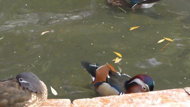 Утки - мандаринки смотреть онлайн