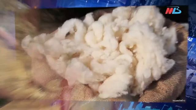 Народные приметы: как лучше всего провести день Анастасии Овечницы и Аврамия Овчара смотреть онлайн