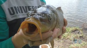 Как ловить карпа в апреле?