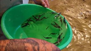 Выращивание малька веслоноса в садках на базе теплых, сбросных вод ГРЭС, АЭС