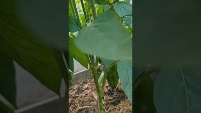 Перец оранжевый ЛАМУЙО от #семко #перец #дачники #огородники #садоводы #теплица #урожай #огород смотреть онлайн