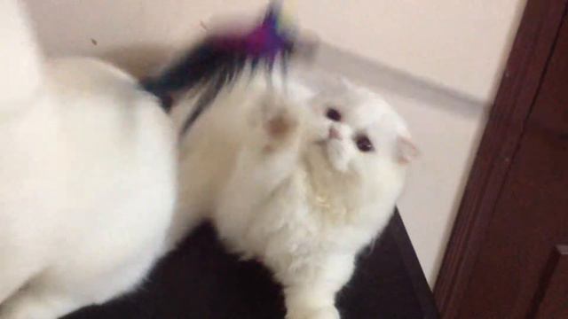 Munchkin Fold white with Blue Eyes at Honey Kitty Cattery смотреть онлайн