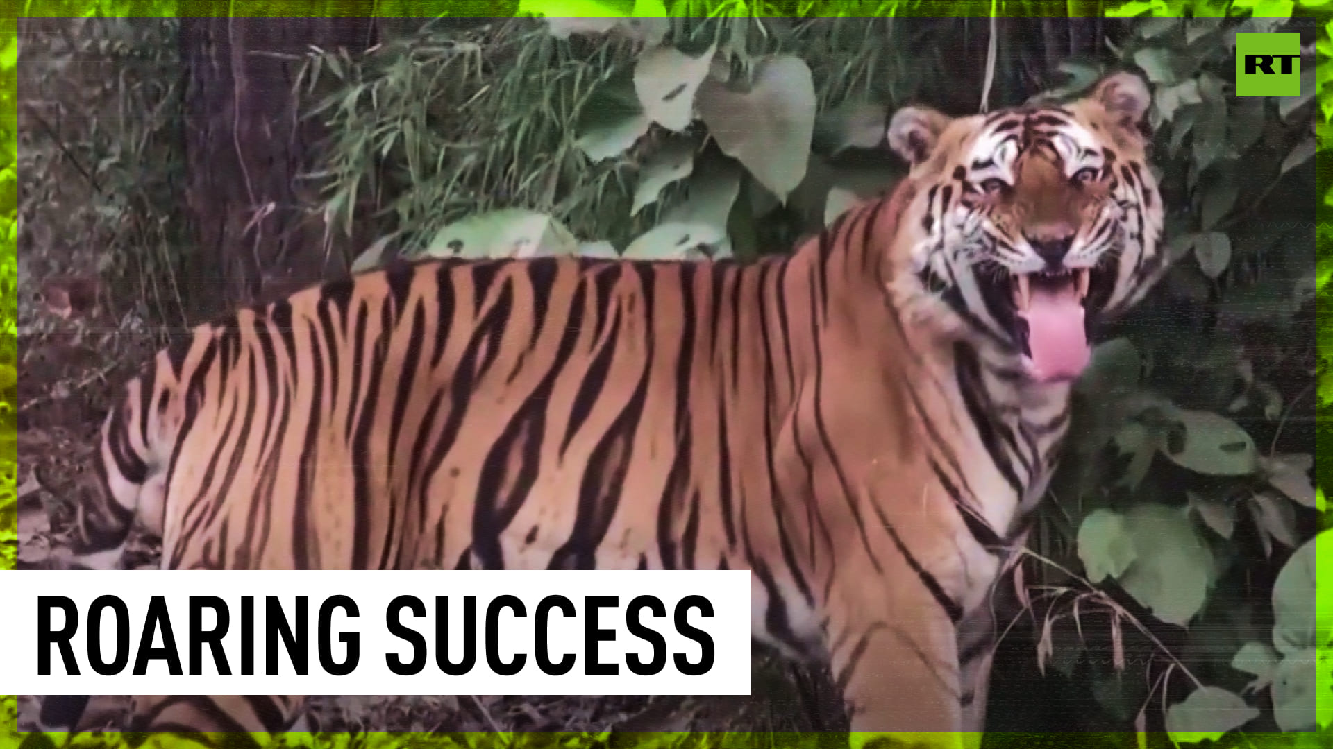 India's Tiger Population Increases To Over 3,000 Due To Conservation Efforts