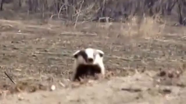 Барсук в дикой природе смотреть онлайн