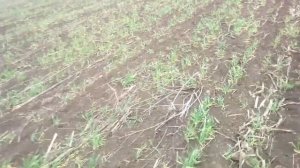 Осенью или весной??? Как растет канадский ячмень Дункан посеяный весной и осенью.