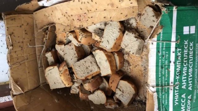 Чем кормят собак в приемнике МУП СГМПО КХ г. Старый Оскол смотреть онлайн