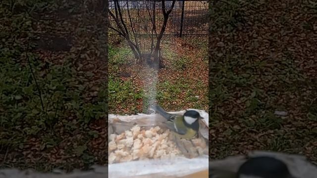 трапеза синичек смотреть онлайн