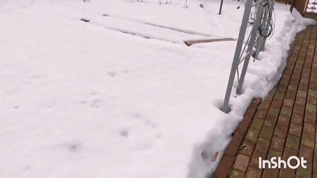 Весеннее преображение сада за неделю. Что было и что стало. смотреть онлайн