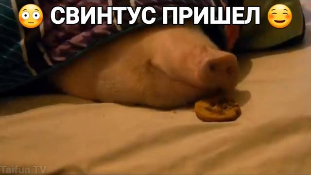 Свинтус придёт...