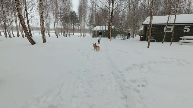 Корги в Завидово-кемпинг смотреть онлайн