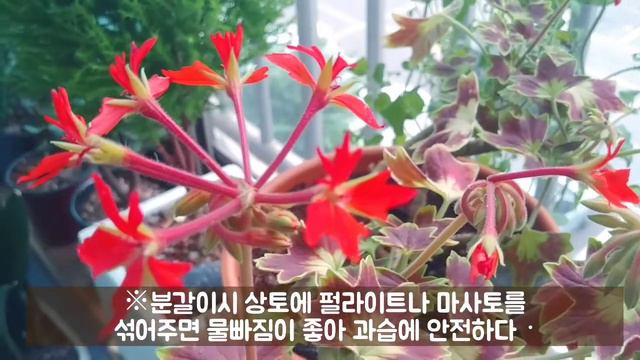 베란다정원-단풍제라늄 (벤쿠버제라늄)키우기ㅡ단풍제라늄의 특징,해충퇴치,과습일때 смотреть онлайн