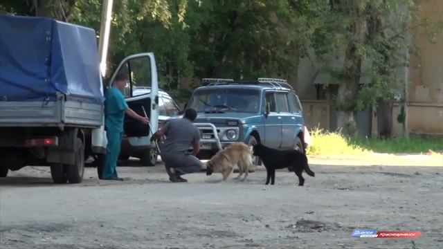 Отлов собак смотреть онлайн