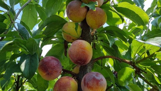 Pluot Geo Pride. Pluot Flavor Queen. Pluot Dapple Dandy.