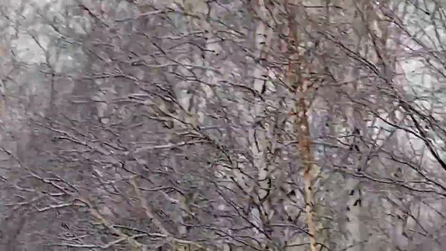 Видео о наглых косачах смотреть онлайн