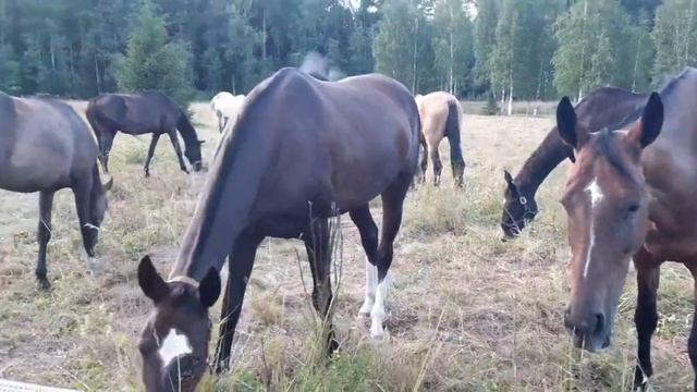 Хромает лошадь,есть вопрос.Плохие копыта у всех лошадей. смотреть онлайн