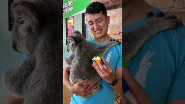 Solve a Rubik's Cube While Holding A KOALA ? смотреть онлайн