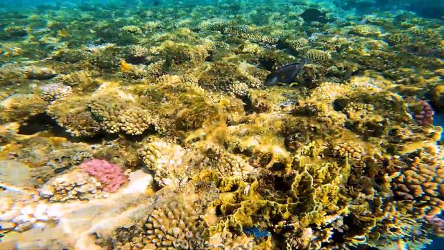 Рыбки красного моря смотреть онлайн