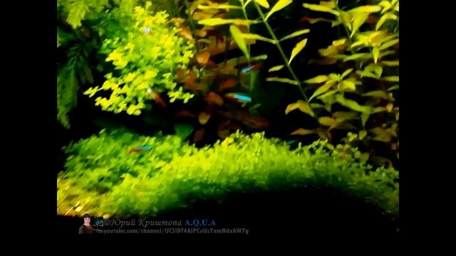 Скорость роста Аквариумных растений. Аквариум перед очередной прополкой. 04.03.16. смотреть онлайн