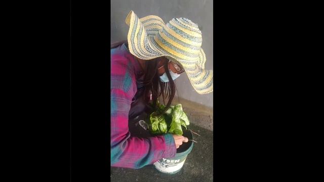 Come With Me And Lets Plant My New Plant That I Don't Know The Name. Please Comment About This Plan